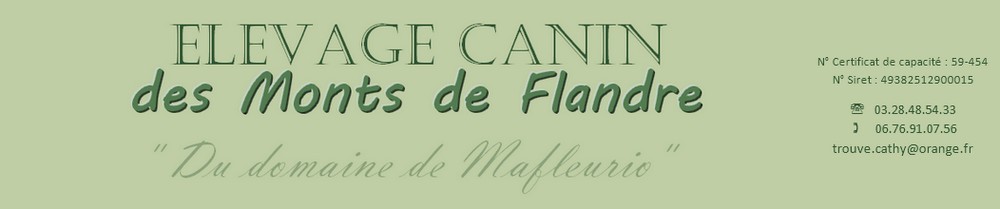 elevage canin professionnel de chiens LOF (bouvier bernois, golden retriever, �pagneul japonais, jack russell, shih tzu) dans le Nord